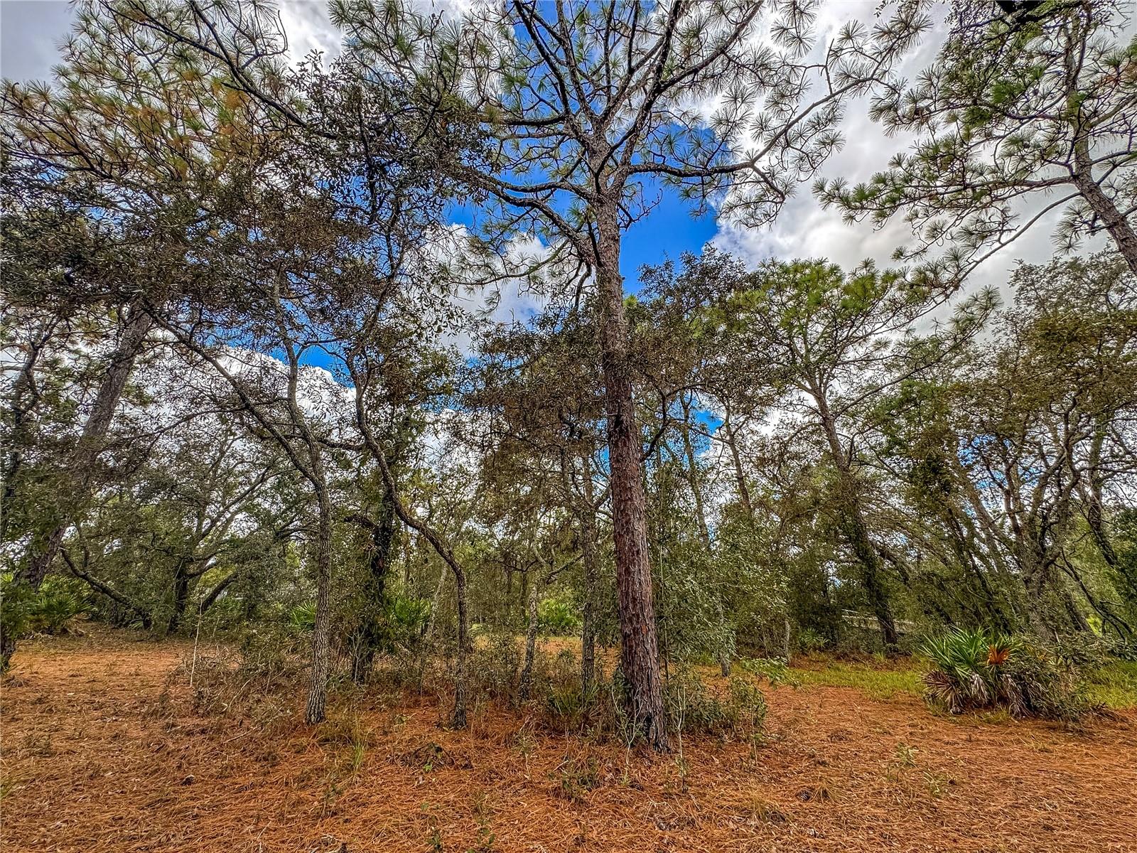 12060 EHRENWALD DR, WEEKI WACHEE, FL, 34613