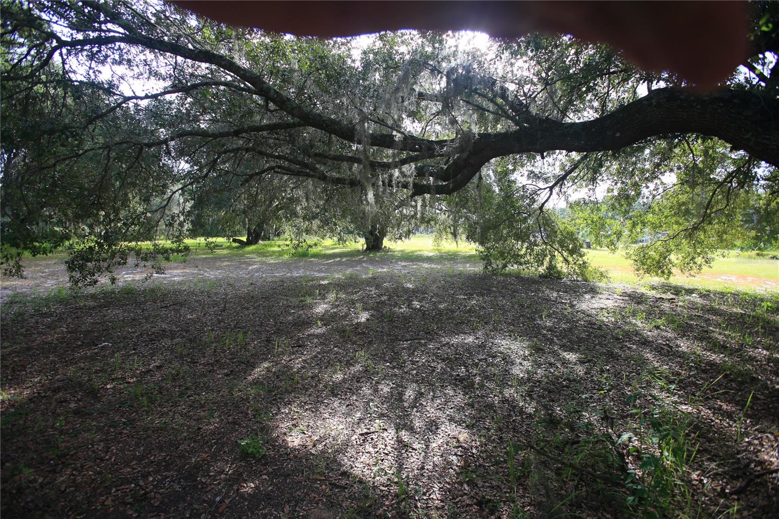 11701 SE HIGHWAY 464, OCKLAWAHA, FL, 32179