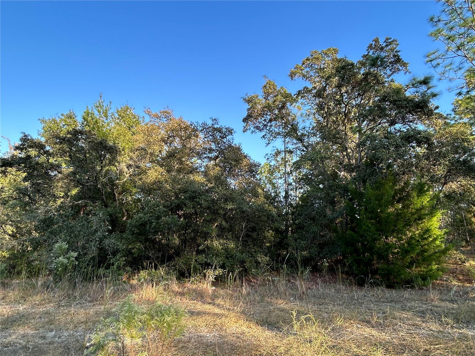 TBD NE 148 TER, WILLISTON, FL, 32696