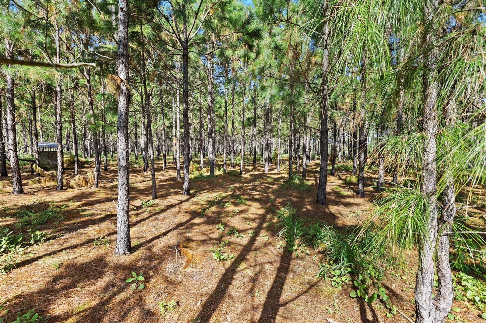 18105 BETHLEHEM RD, LITHIA, FL, 33547