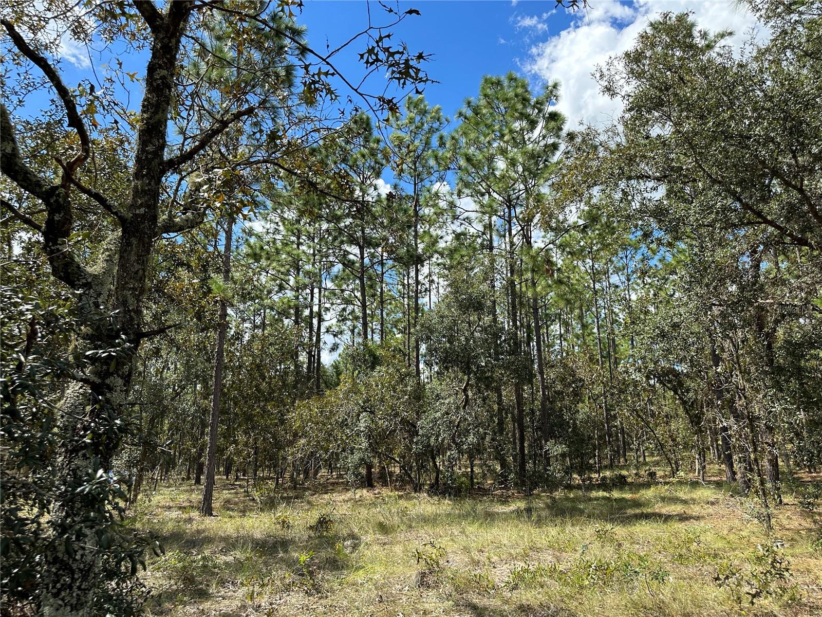 TBD SE 134TH CT, DUNNELLON, FL, 34431