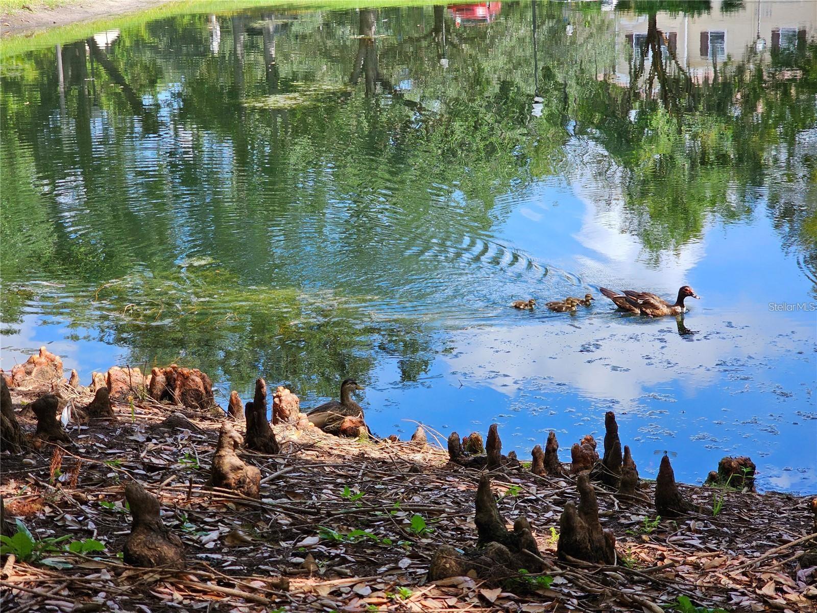 5354 DIPLOMAT CT #105, KISSIMMEE, FL, 34746