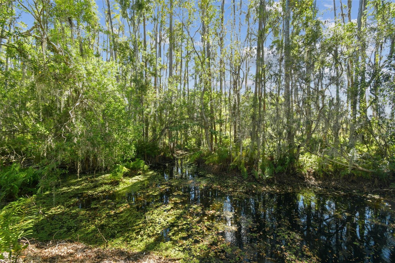 1627 HAMMOCKS AVE, LUTZ, FL, 33549