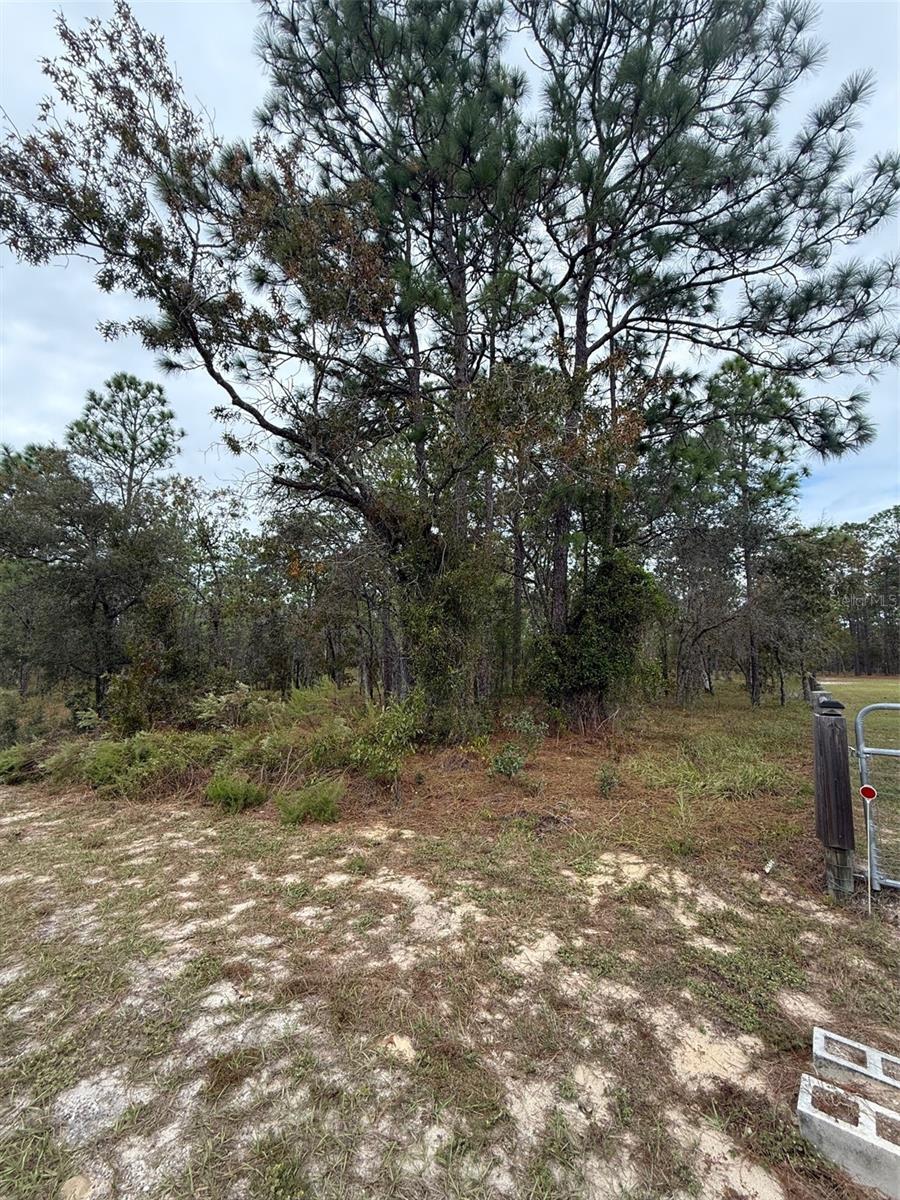 NW AMBERJACK AVE, DUNNELLON, FL, 34431