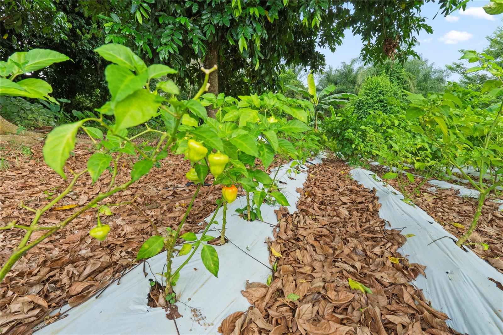 PR9116886 Property Photo