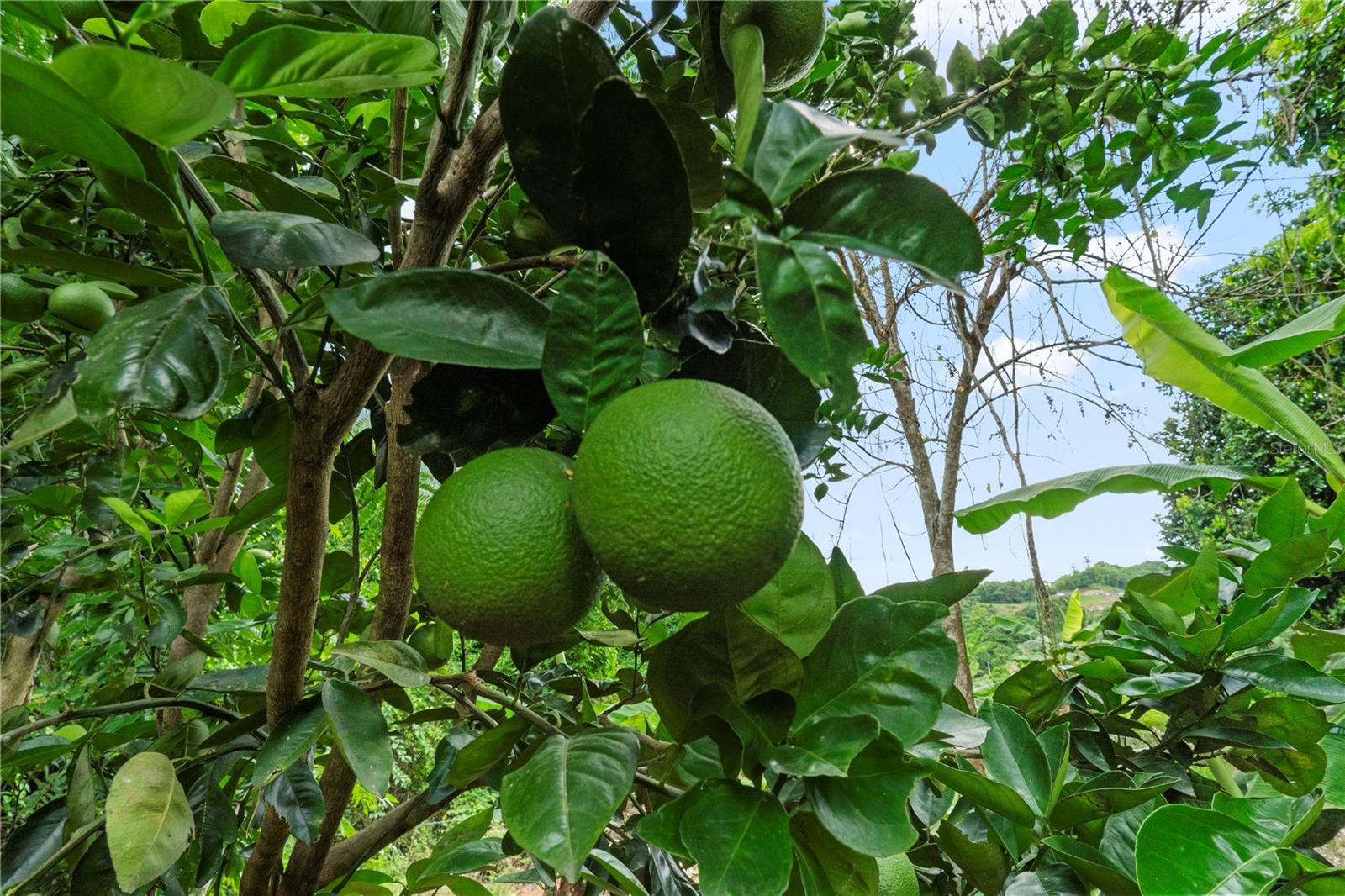 PR9116886 Property Photo