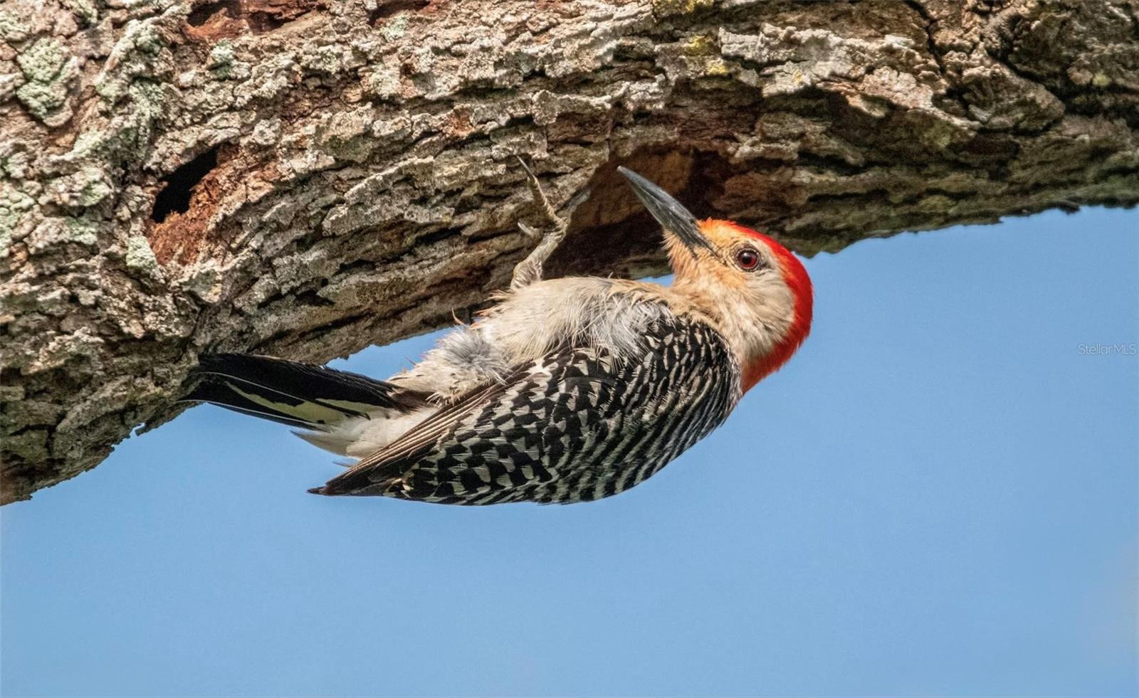 9512 COLONIAL DR, BRADENTON, FL, 34210