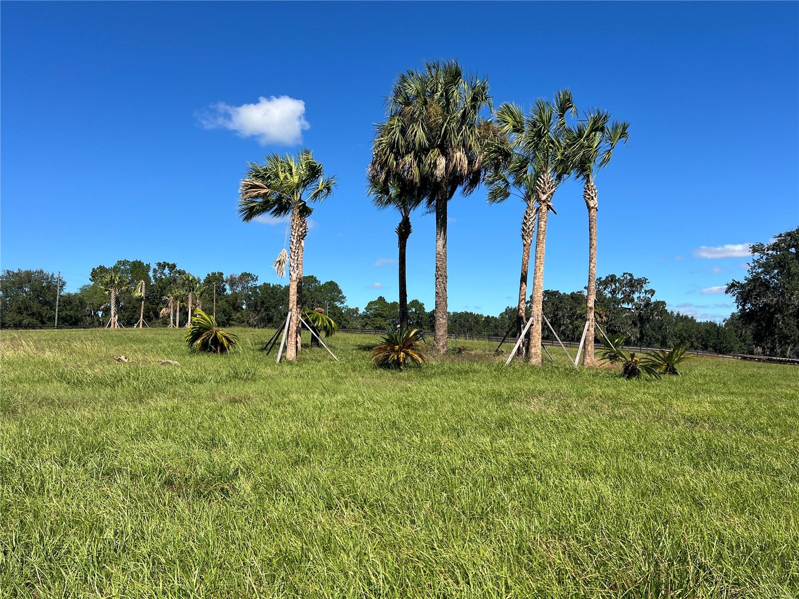 TBD HWY 329, REDDICK, FL, 32686