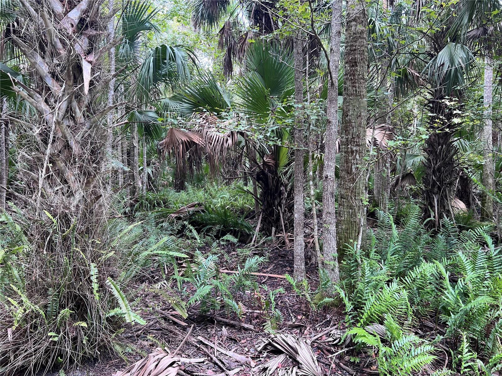 NFS 73 / ALCO RD, ASTOR, FL, 32102