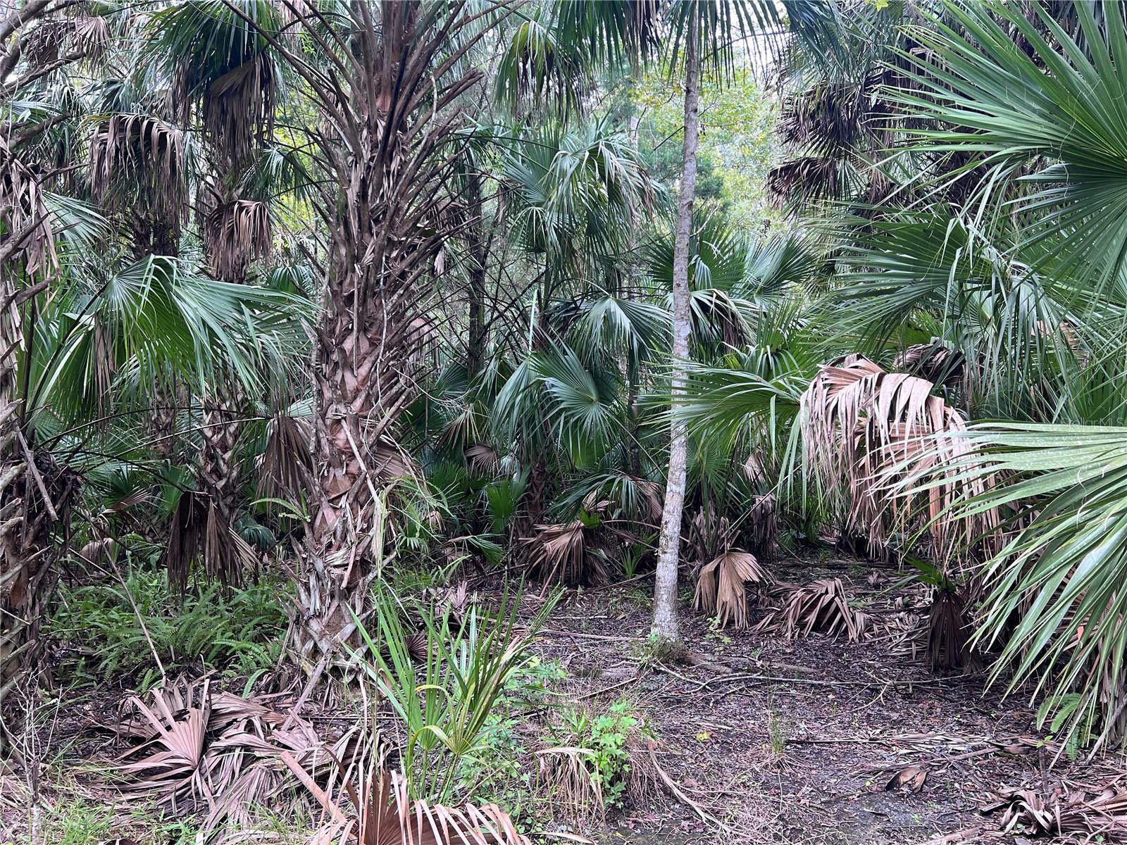 NFS 73 / ALCO RD, ASTOR, FL, 32102