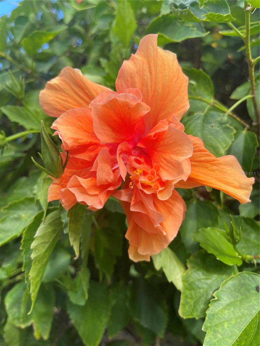 218 DOGWOOD CIR, SEMINOLE, FL, 33777