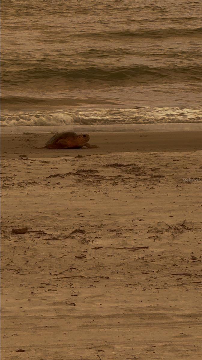 "Why 'Turtle Glass'?" Because turtles!