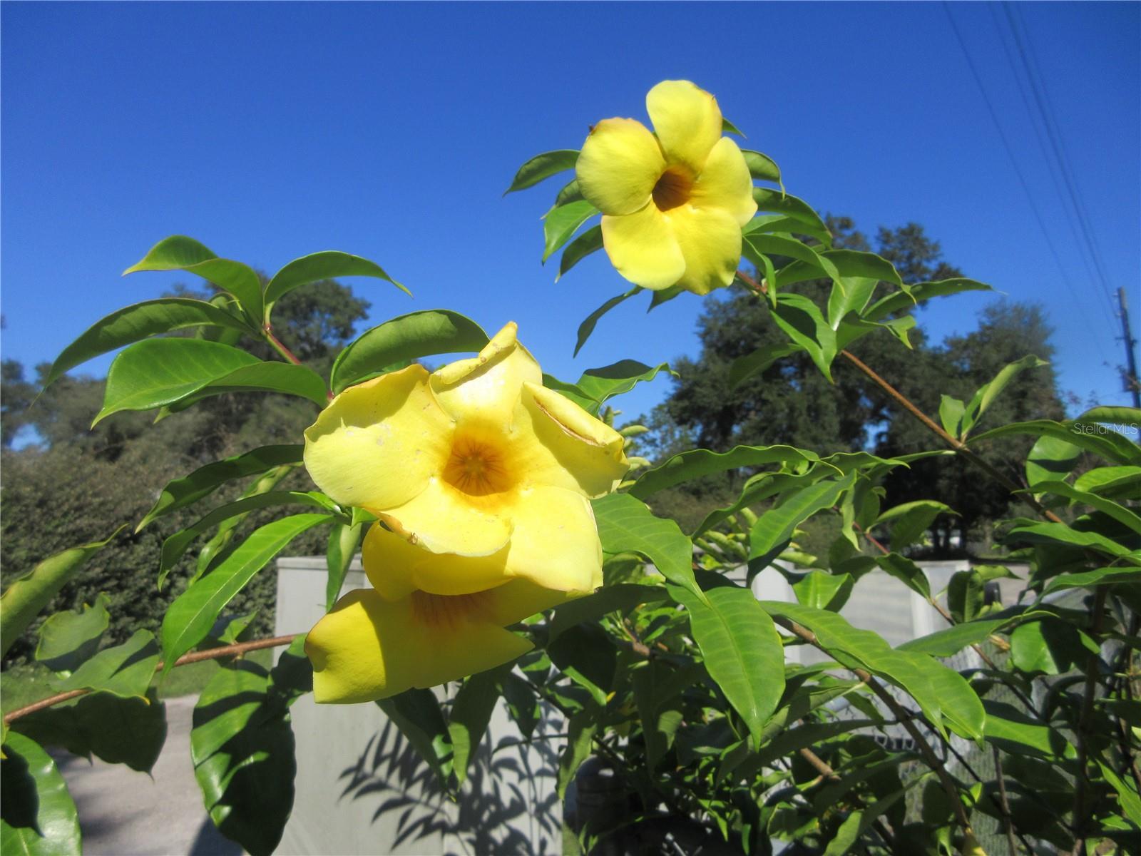 11570 NE 19TH ST, SILVER SPRINGS, FL, 34488