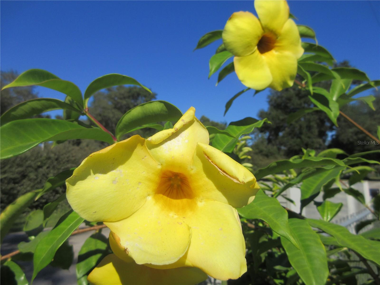 11570 NE 19TH ST, SILVER SPRINGS, FL, 34488