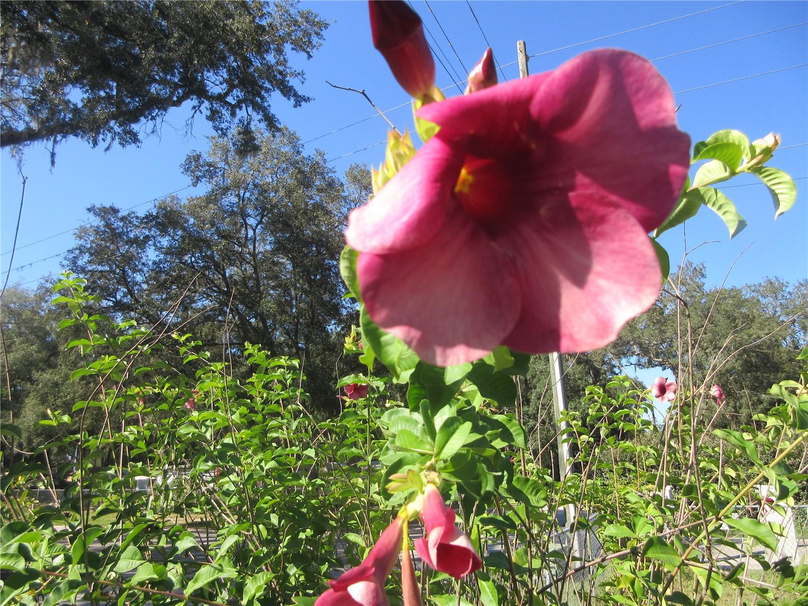 11570 NE 19TH ST, SILVER SPRINGS, FL, 34488