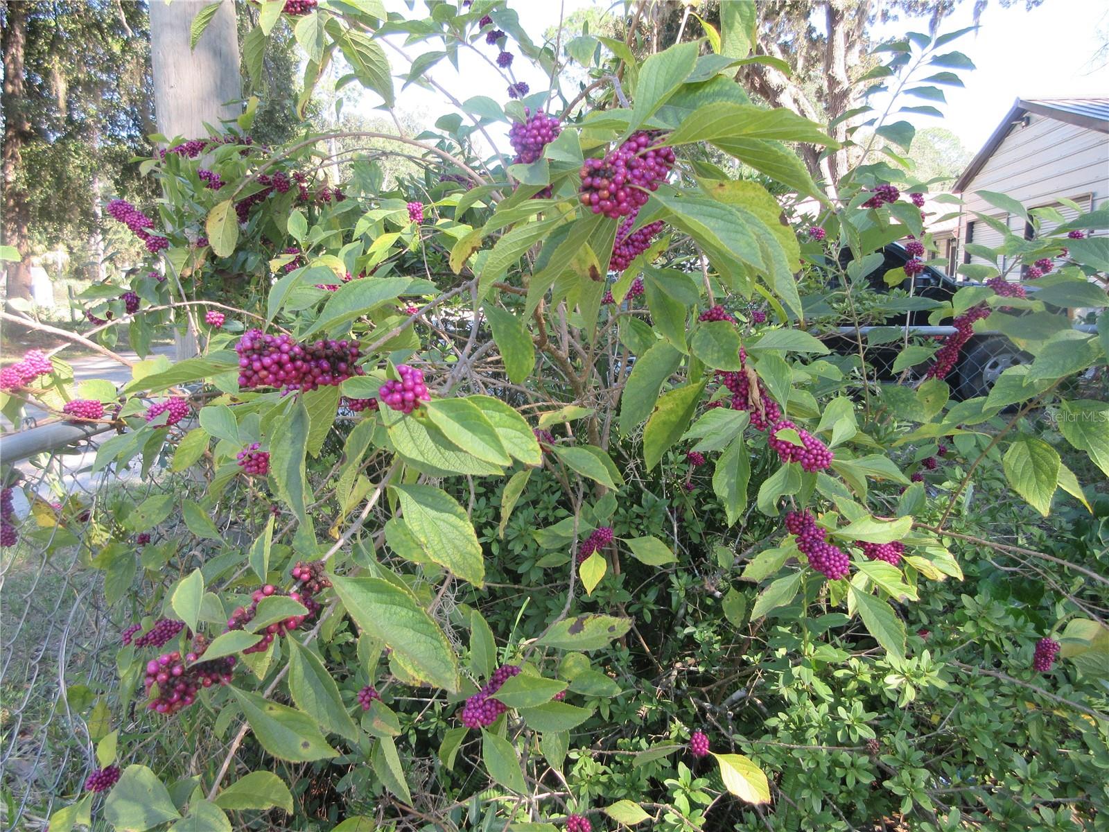 11570 NE 19TH ST, SILVER SPRINGS, FL, 34488