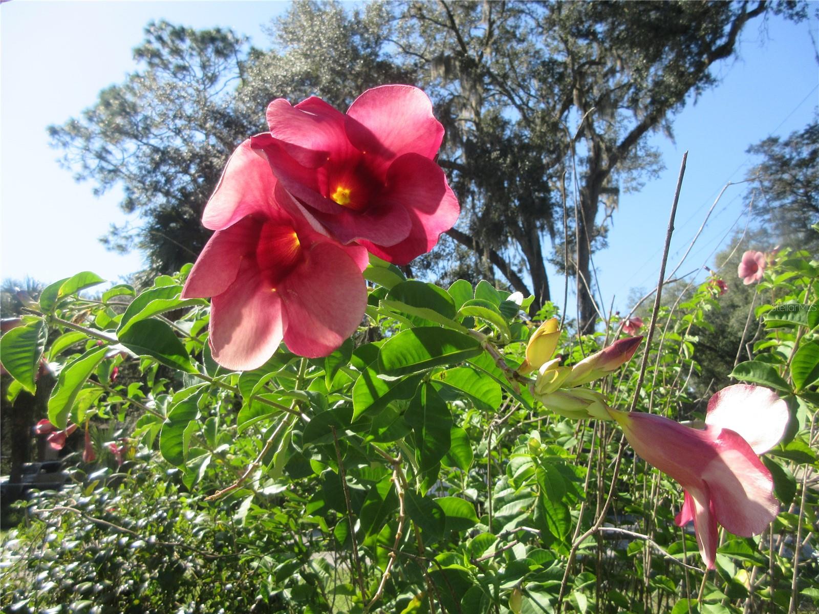 11570 NE 19TH ST, SILVER SPRINGS, FL, 34488