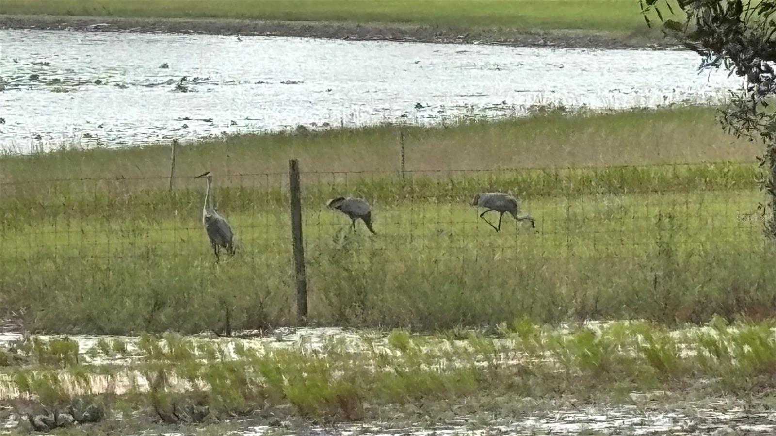 8185 S JASMINE AVE, MELROSE, FL, 32666