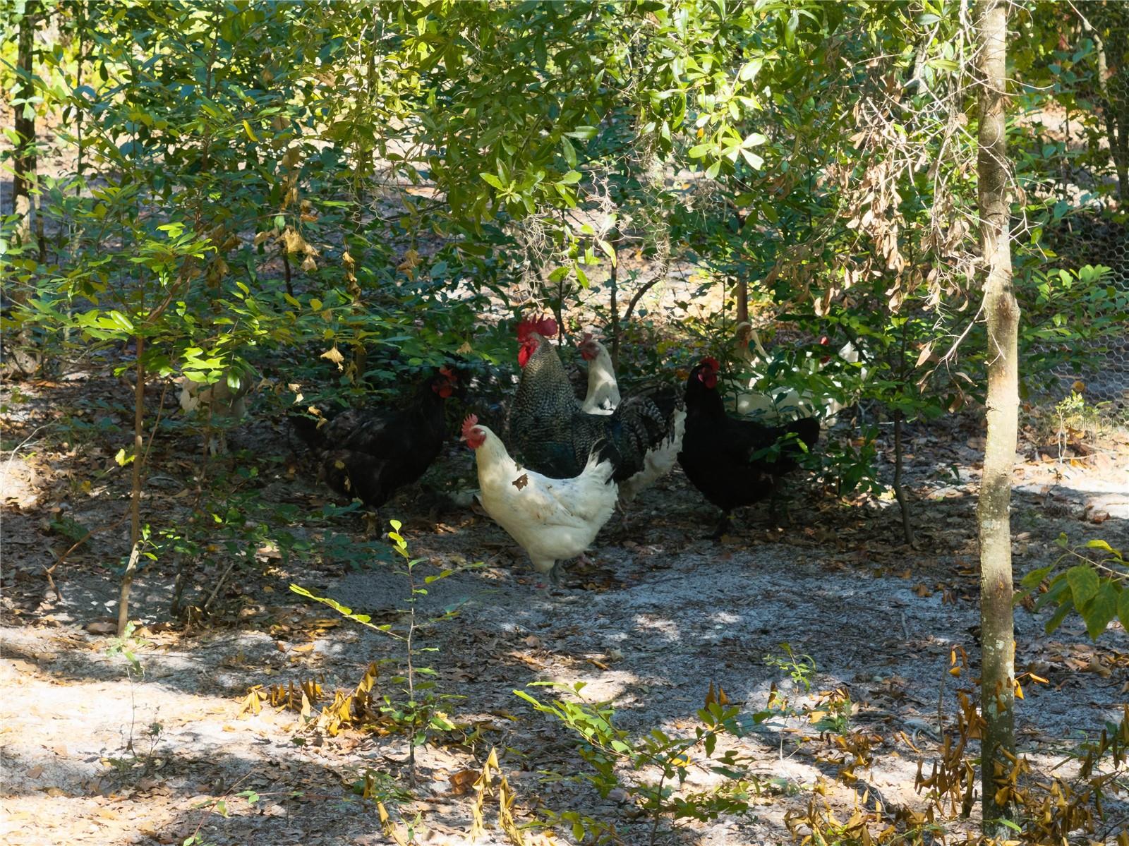 3039 113TH RD, LIVE OAK, FL, 32060