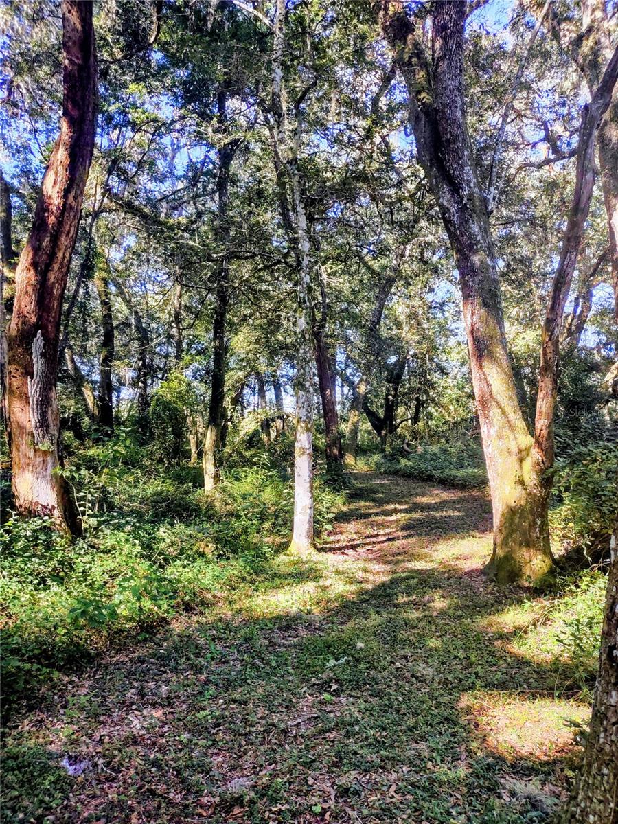 1590 SE 182ND TER, WILLISTON, FL, 32696