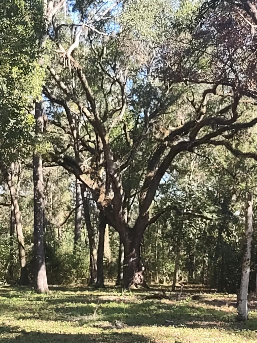 1590 SE 182ND TER, WILLISTON, FL, 32696