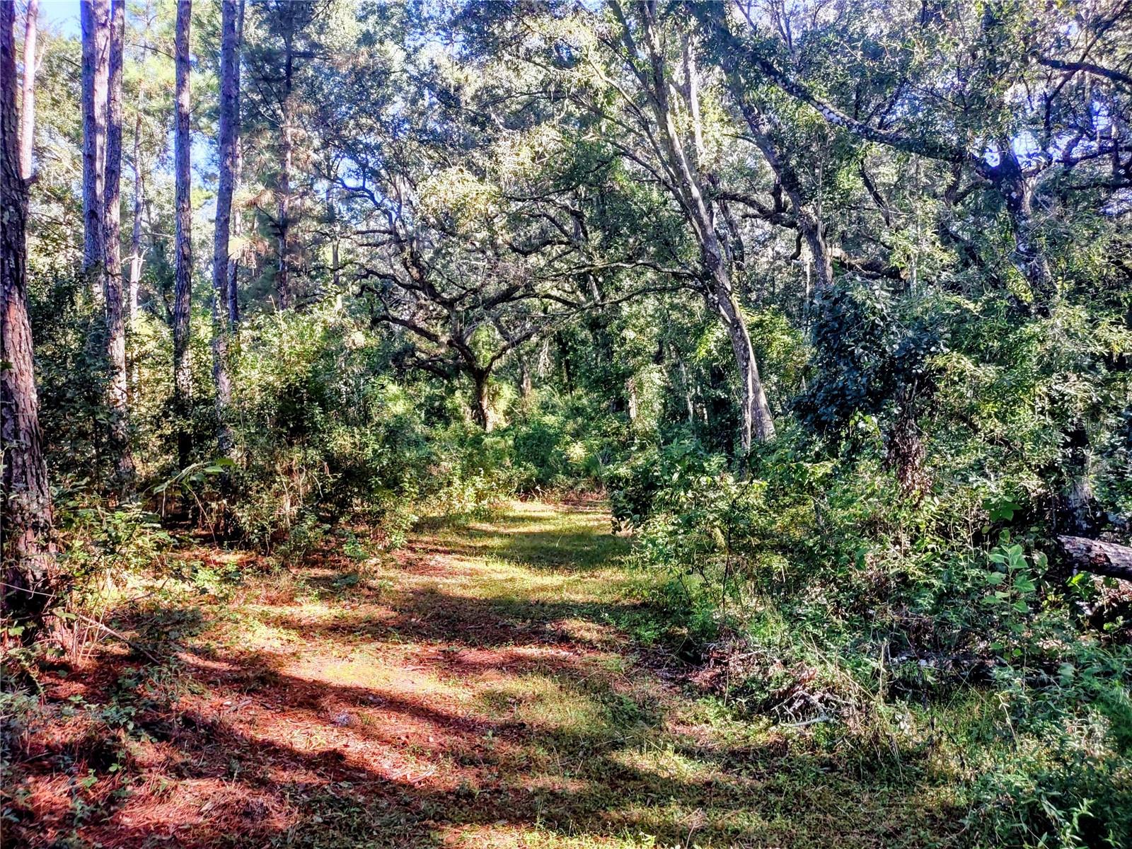 1590 SE 182ND TER, WILLISTON, FL, 32696