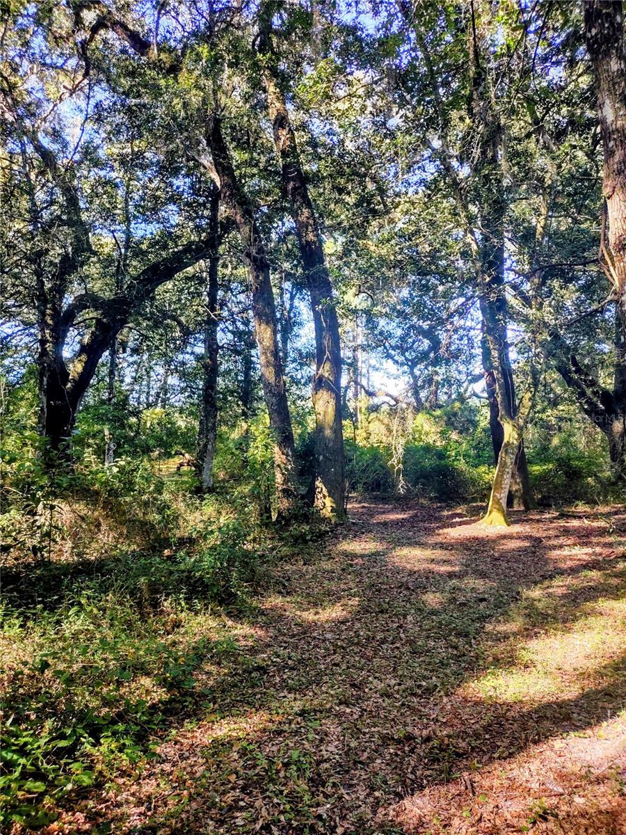 1590 SE 182ND TER, WILLISTON, FL, 32696