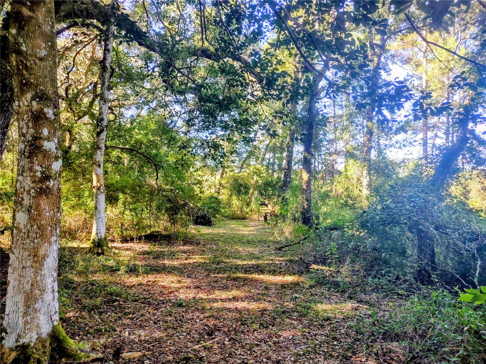 1590 SE 182ND TER, WILLISTON, FL, 32696