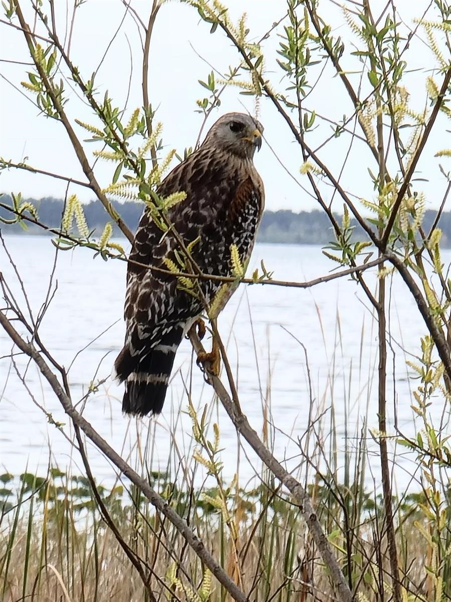 11196 SHORE DR, LAKE WALES, FL, 33898