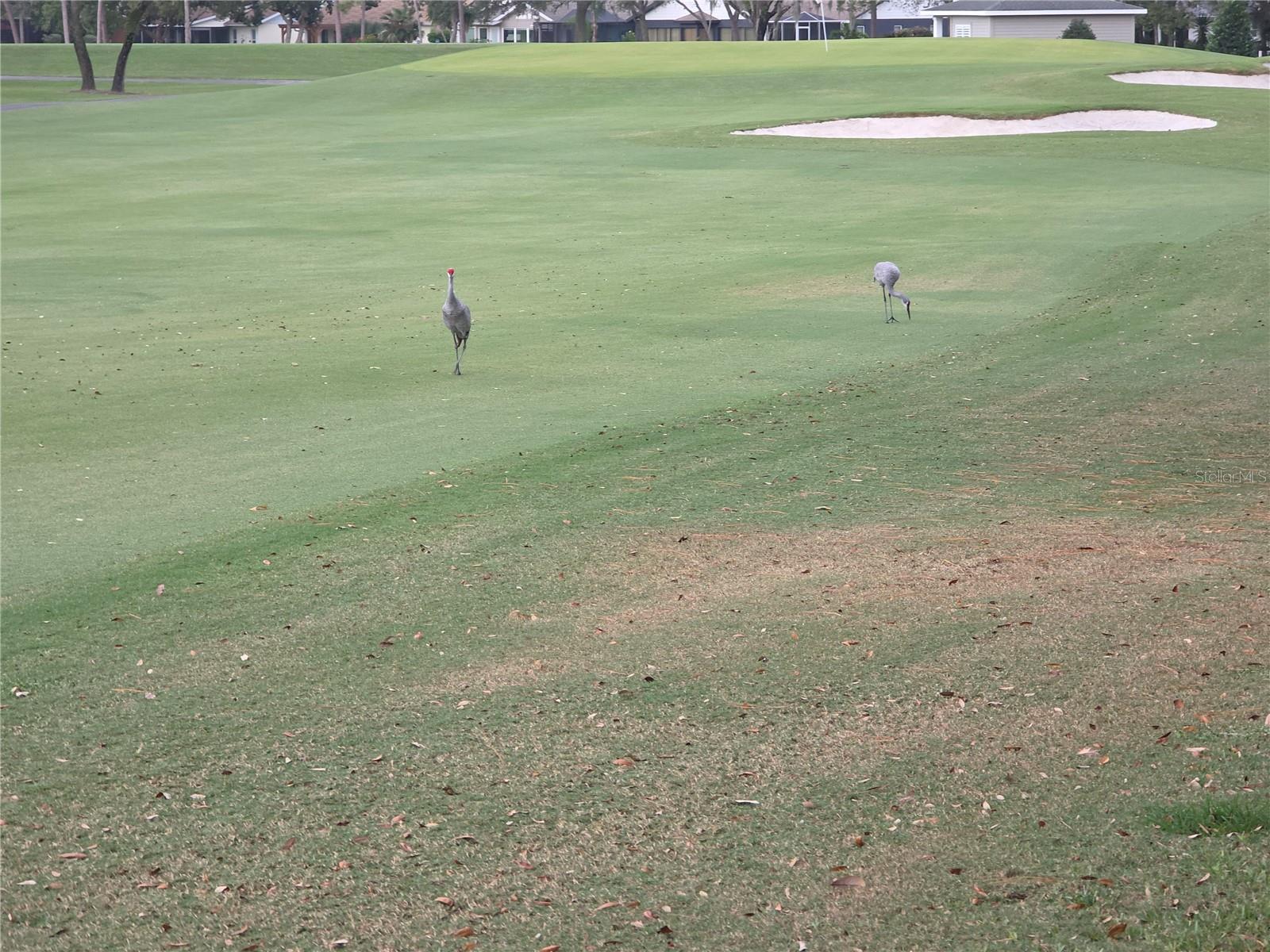 6345 PINE MEADOWS DR, SPRING HILL, FL, 34606