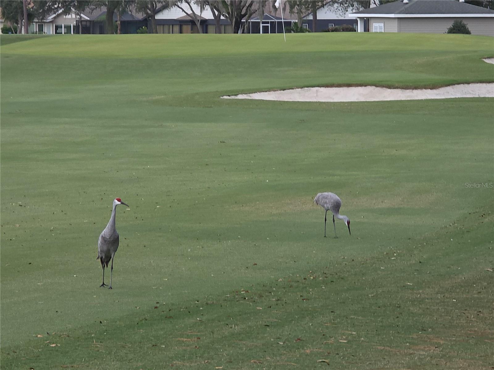 6345 PINE MEADOWS DR, SPRING HILL, FL, 34606