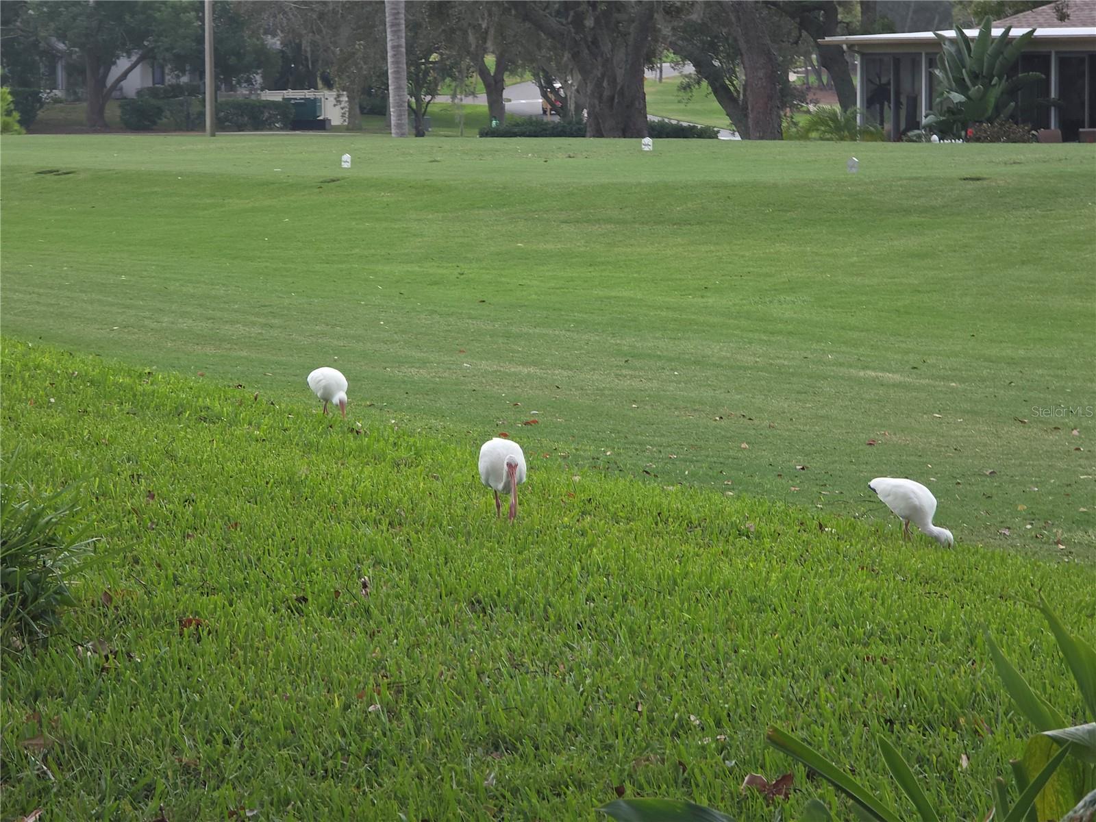 6345 PINE MEADOWS DR, SPRING HILL, FL, 34606