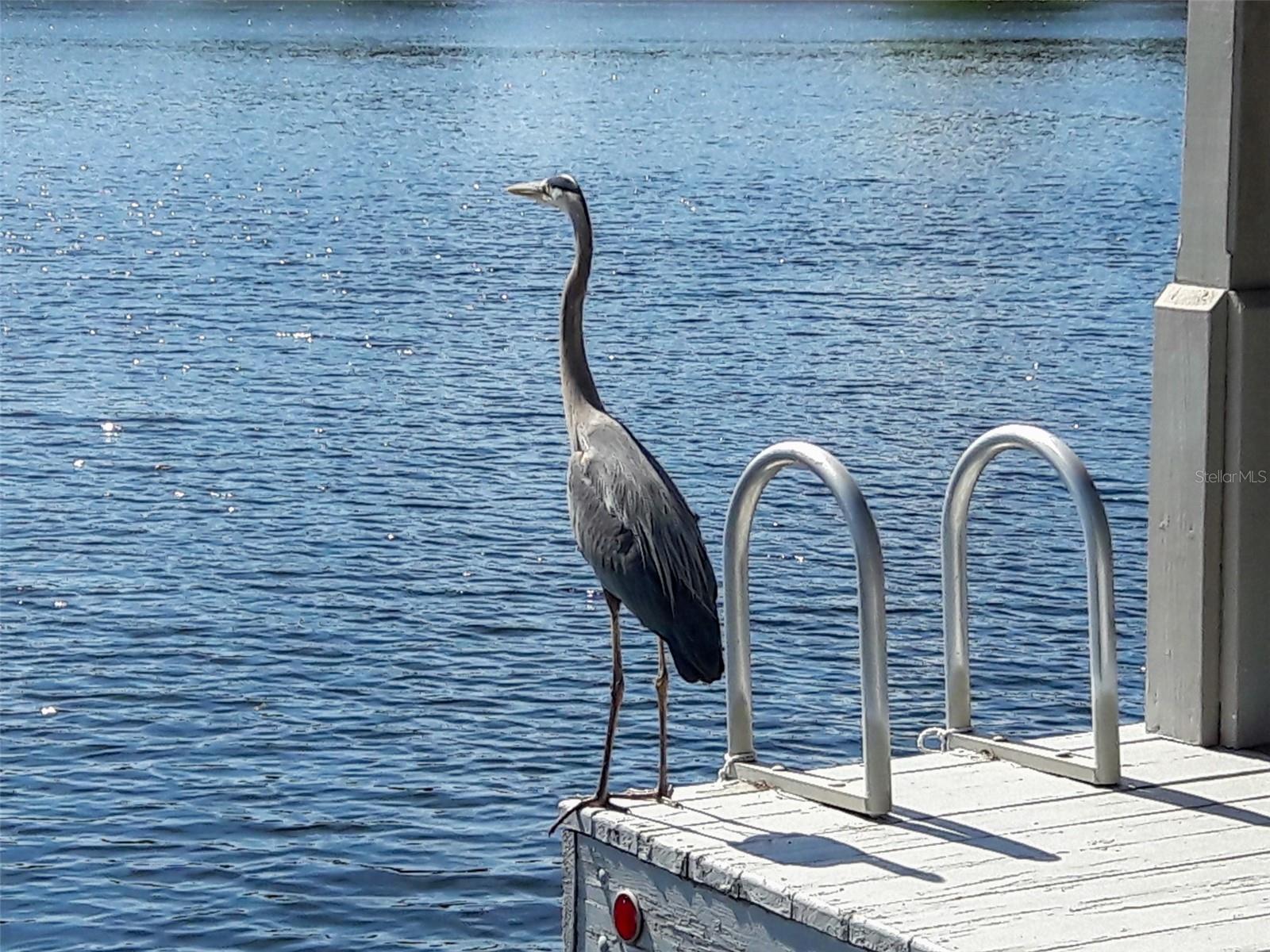 7706 WAUNATTA CT, WINTER PARK, FL, 32792