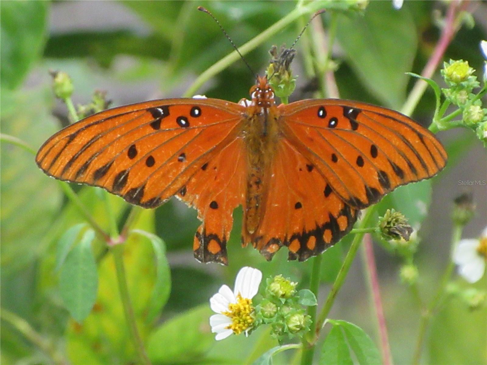 5515 SE 182ND TER, OCKLAWAHA, FL, 32179