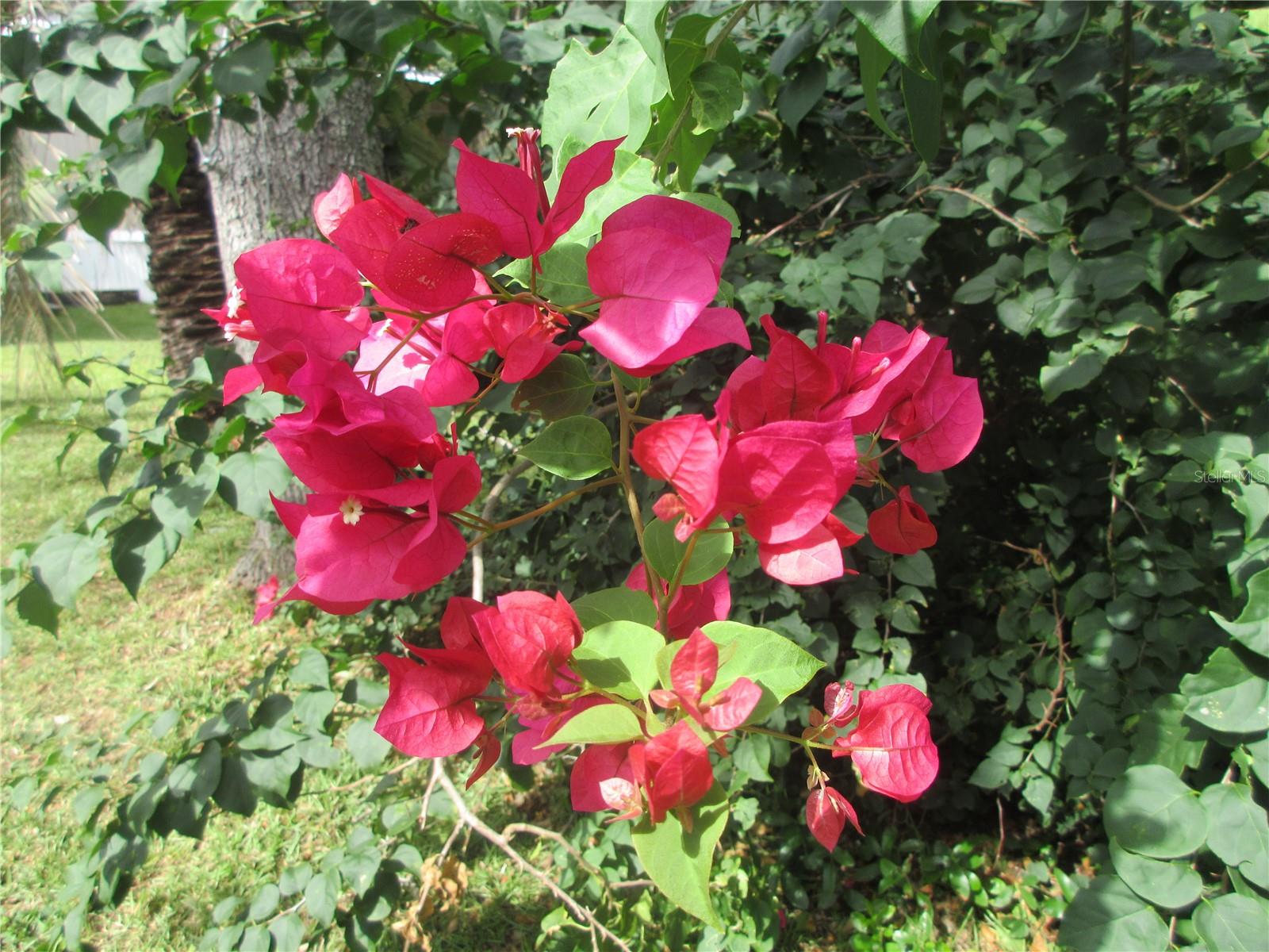 5515 SE 182ND TER, OCKLAWAHA, FL, 32179