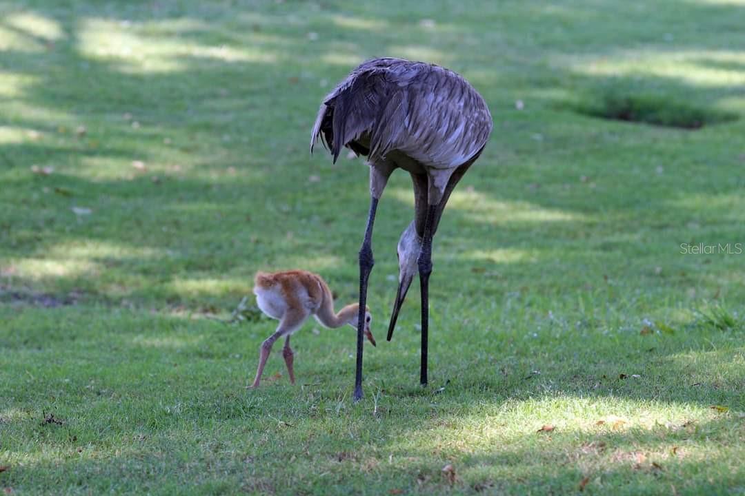 2583 OBERON RD, ENGLEWOOD, FL, 34224