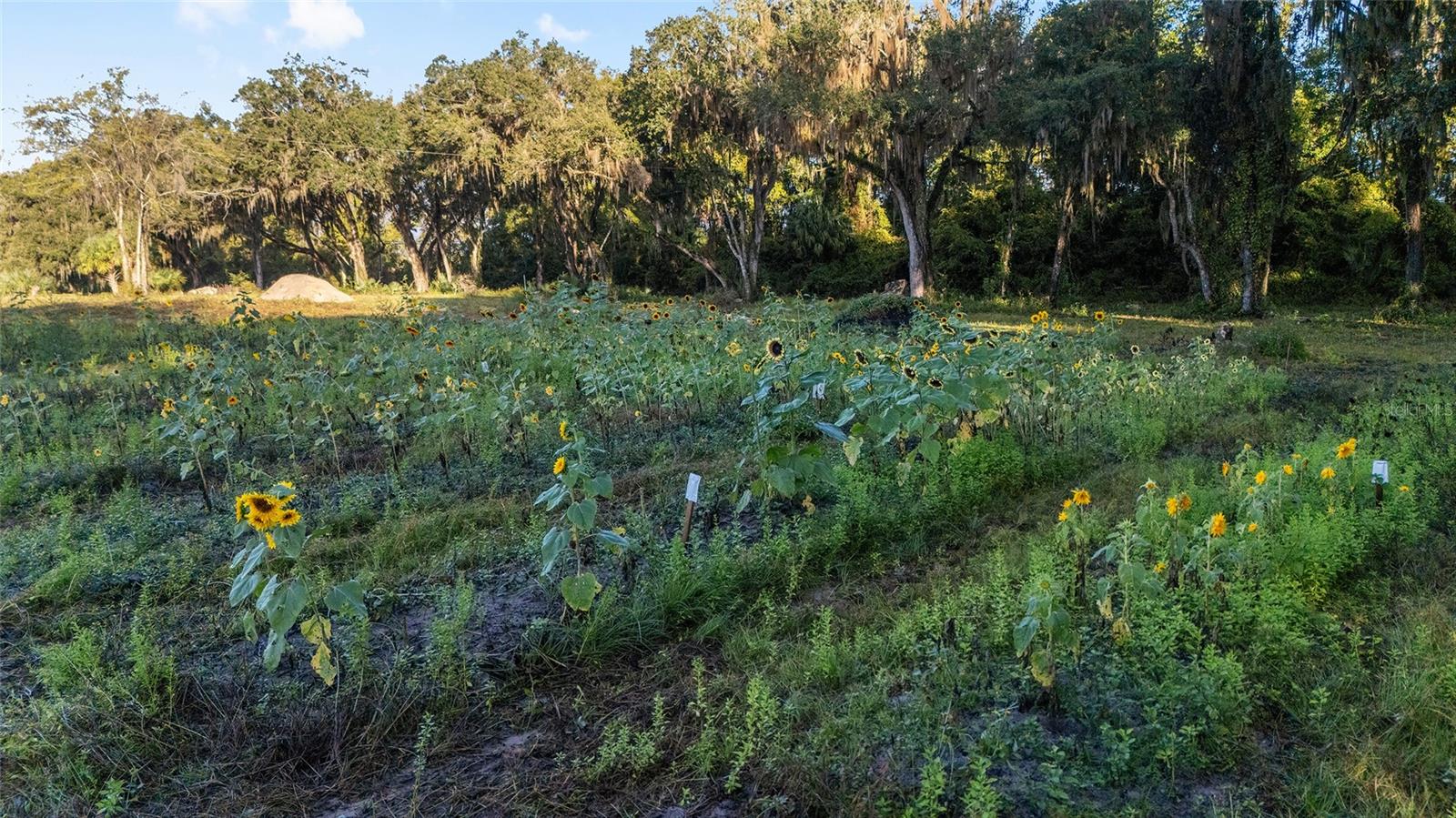 3623 CR 526, SUMTERVILLE, FL, 33585