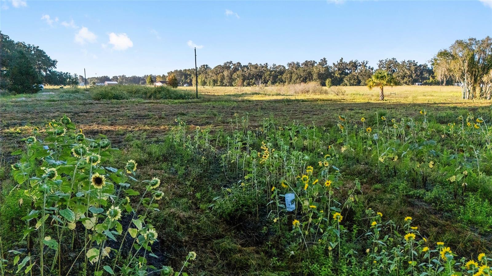 3623 CR 526, SUMTERVILLE, FL, 33585