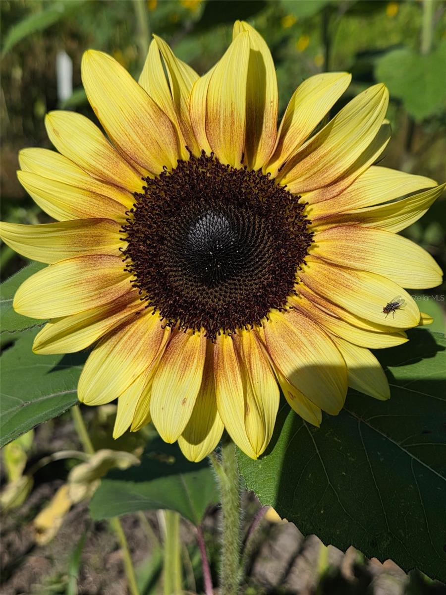 3623 CR 526, SUMTERVILLE, FL, 33585