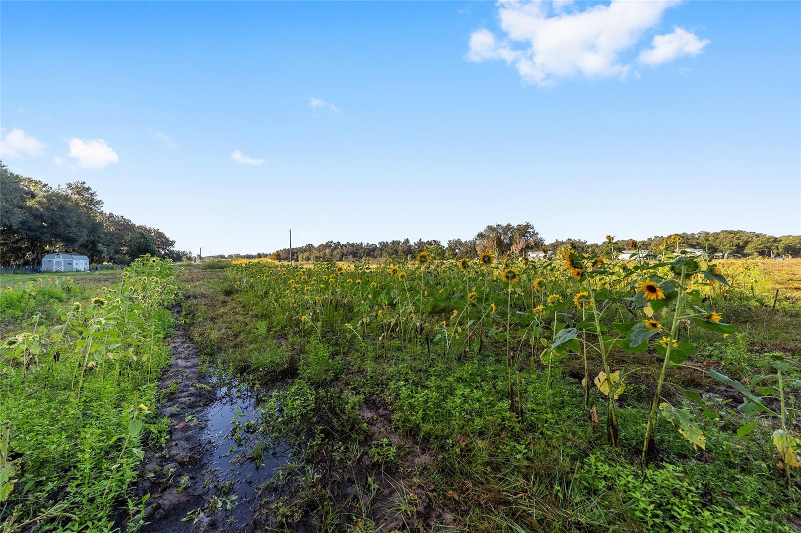 3623 CR 526, SUMTERVILLE, FL, 33585