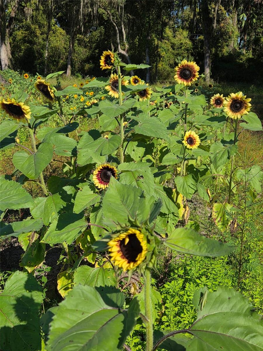 3623 CR 526, SUMTERVILLE, FL, 33585