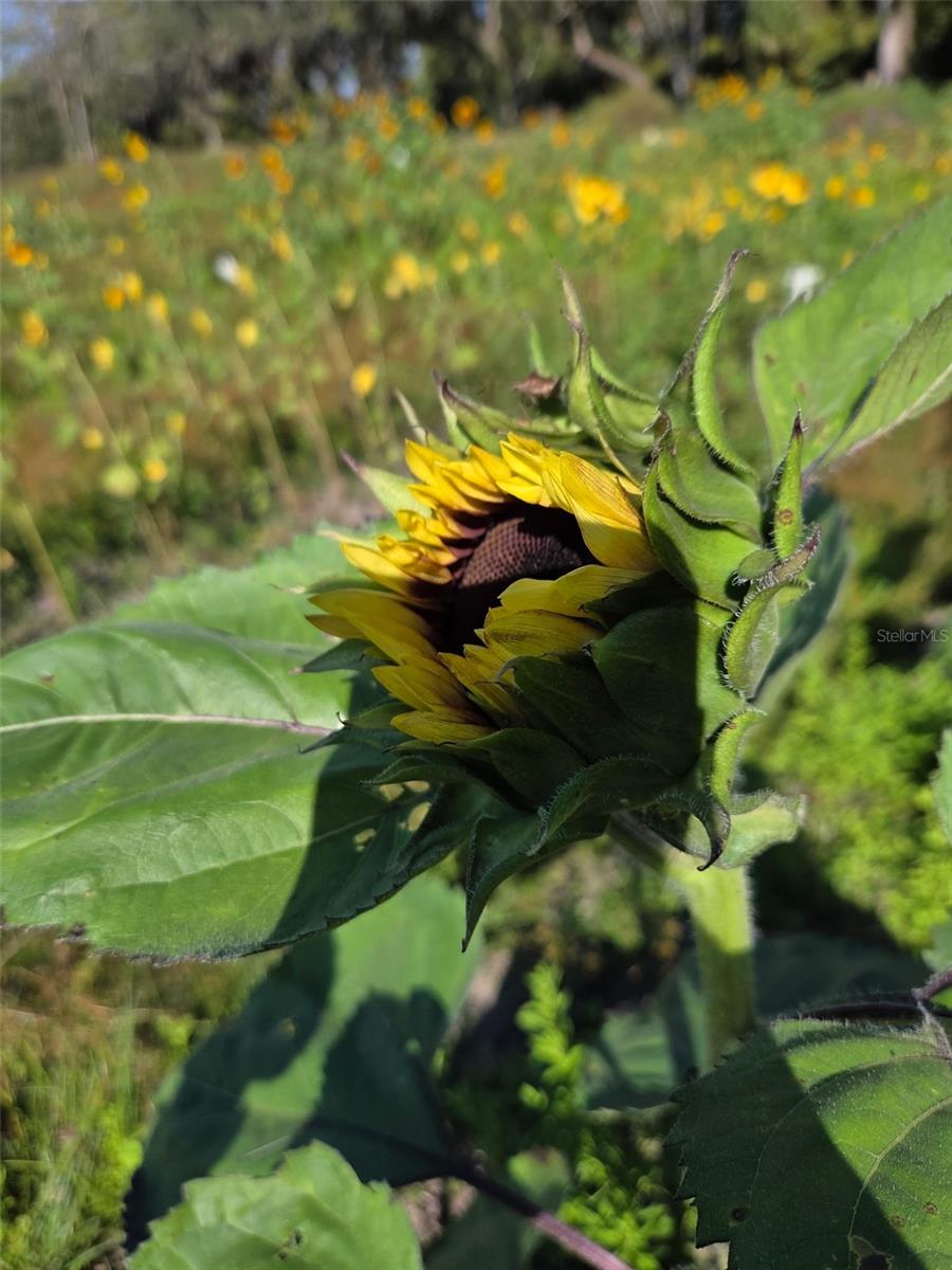 3623 CR 526, SUMTERVILLE, FL, 33585