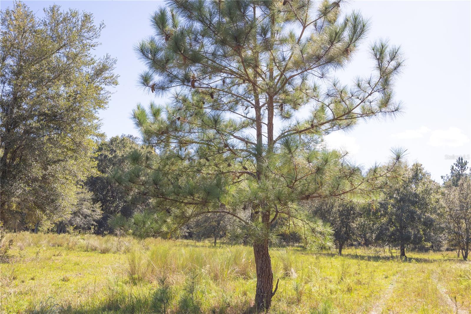 TBD CR 673, WEBSTER, FL, 33597