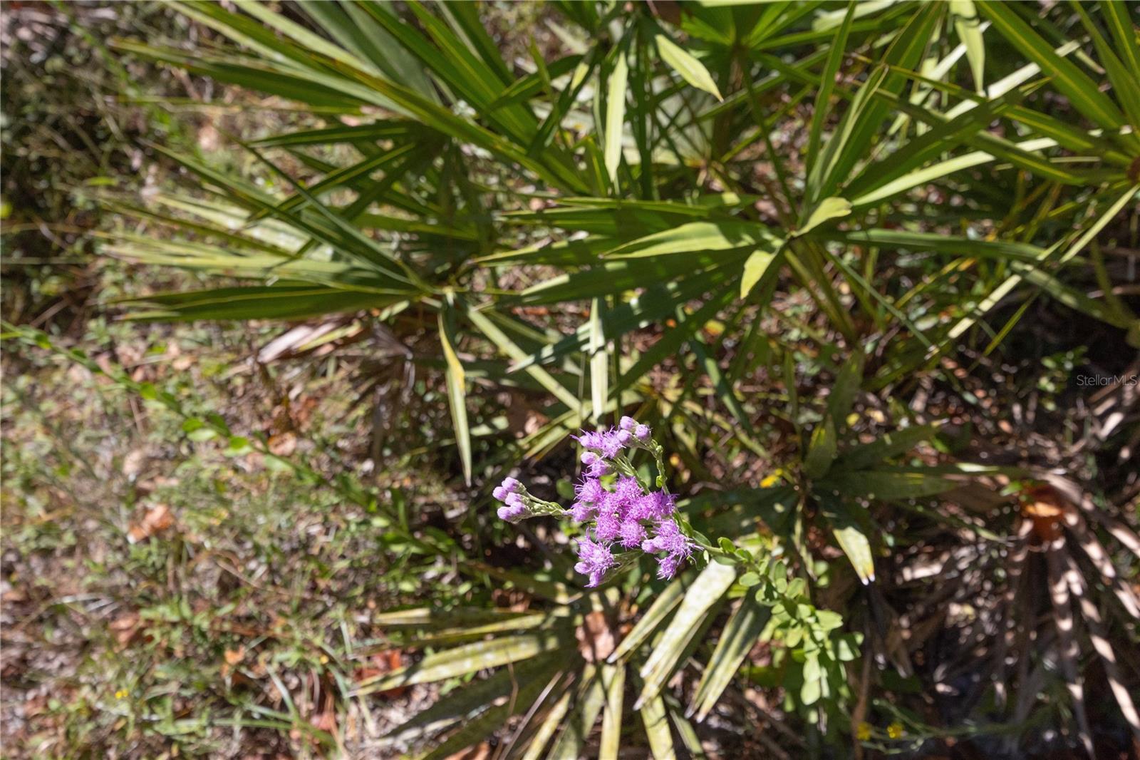 TBD CR 673, WEBSTER, FL, 33597