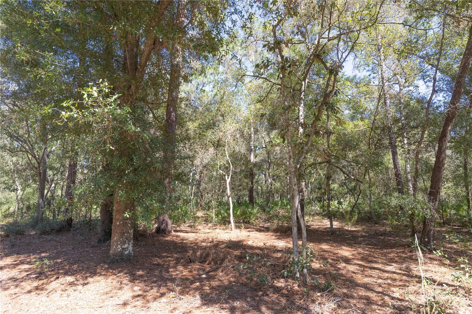 TBD CR 673, WEBSTER, FL, 33597