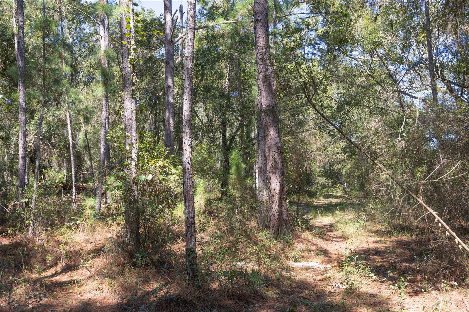 TBD CR 673, WEBSTER, FL, 33597