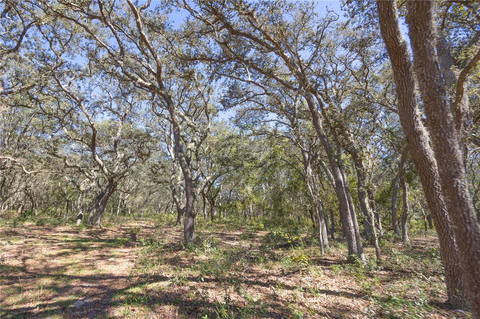 TBD CR 673, WEBSTER, FL, 33597