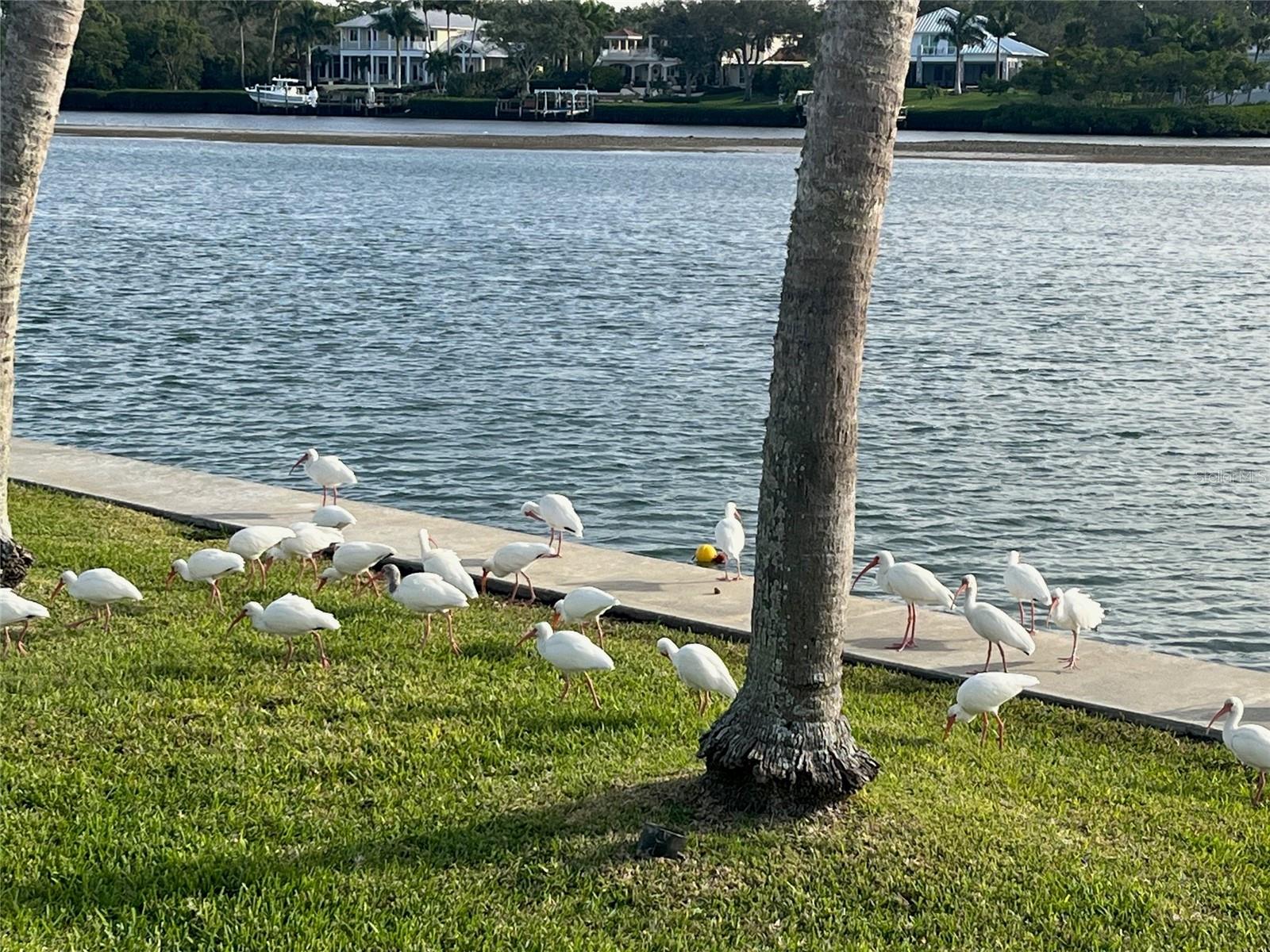 929 CASEY COVE DR, NOKOMIS, FL, 34275