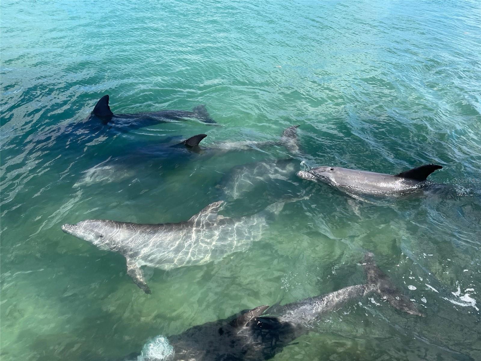 929 CASEY COVE DR, NOKOMIS, FL, 34275