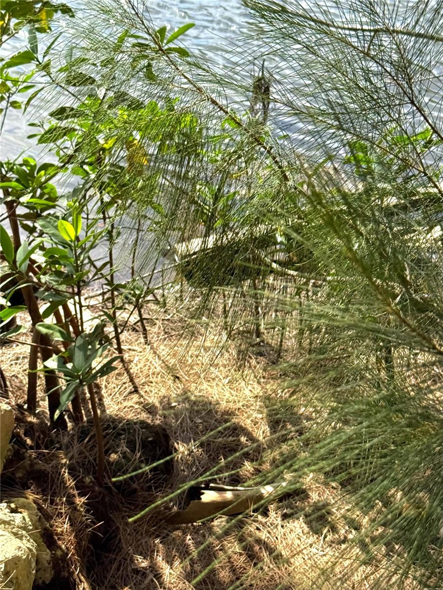 0 JILLS LANE, ARIPEKA, FL, 34679